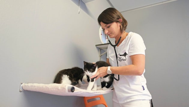 The sweet four-legged friends are checked over at TierQuarTier. (Bild: Bartel Gerhard/Gerhard Bartel)