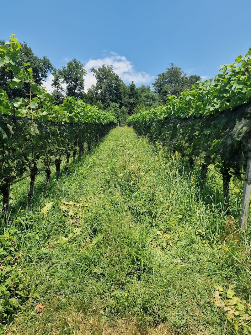 Die Weinreben auf der Ried Seewiese sind nun vor Hagel geschützt. (Bild: zVg)