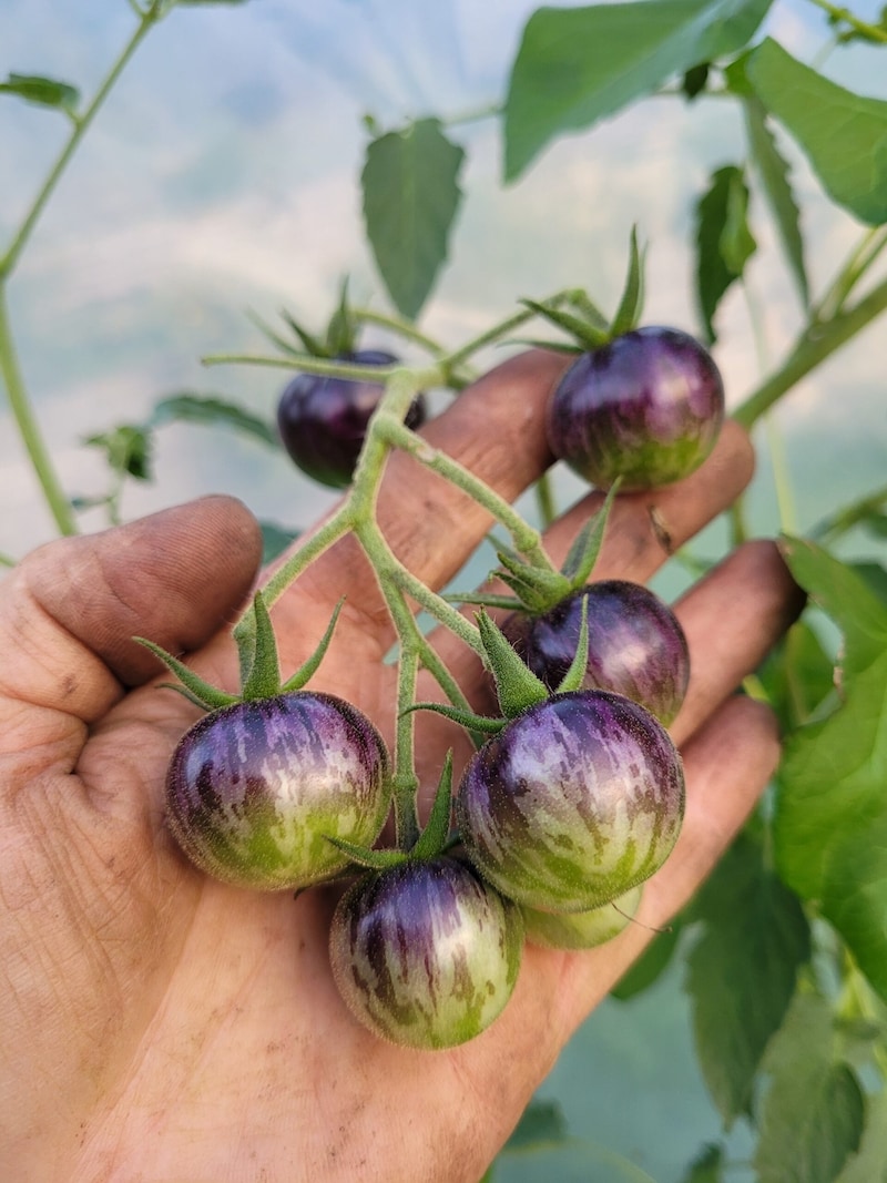 The "Awesome Emma" is a high-yielding tomato plant. (Bild: Kathi Soos)