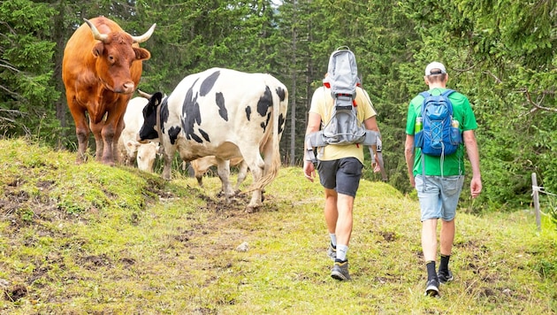 The hikers walk past the curious but peaceful cattle at a distance. (Bild: Christian Forcher)