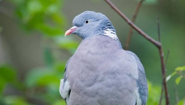 The compulsory shooting decision for wood pigeons is upsetting. (Bild: FLORIAN KAINZ WAIDHOFEN)