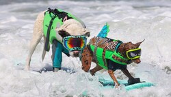 Am Samstag bewiesen Hunde in Kalifornien ihr Können auf dem Surfbrett.