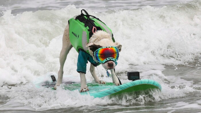 Die Vierbeiner traten sowohl alleine als auch mit anderen gemeinsam an.