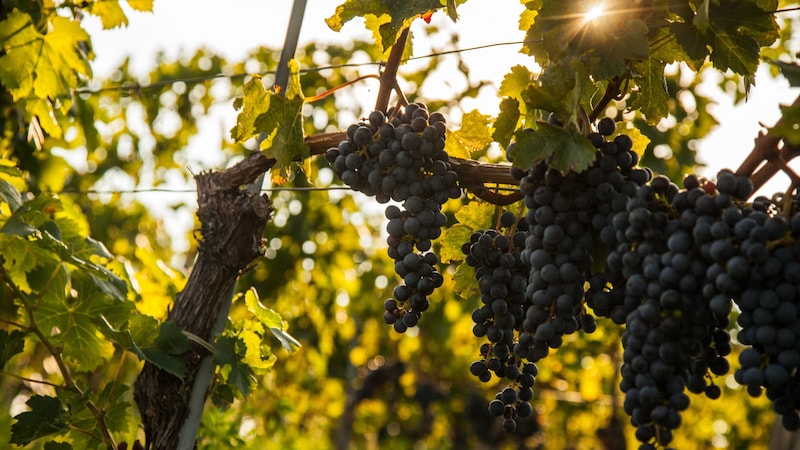 Autumn wine season in Lower Austria (Bild: © Niederösterreich-Werbung GmbH/Discover Austria)