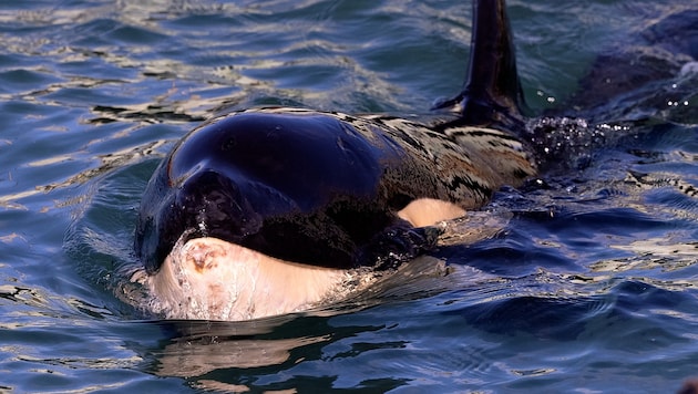 Orcas have been known since the movie series "Free Willy" at the latest. (Bild: AFP/Marty Melville)