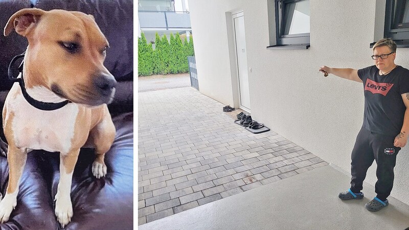 Nachbarin im Spital Hundeattacke Jetzt muss Besitzer „Xena“ abgeben