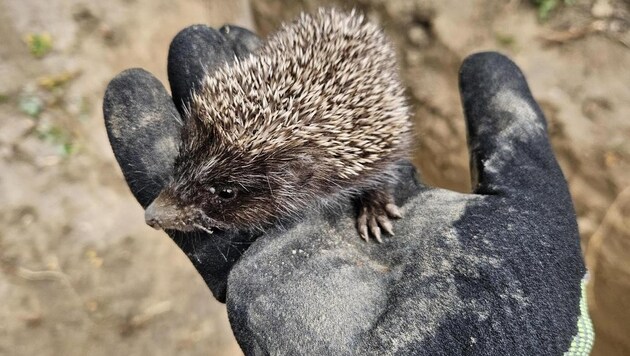 This hedgehog was carefully brought to safety. (Bild: Netz NÖ /Seebacher)