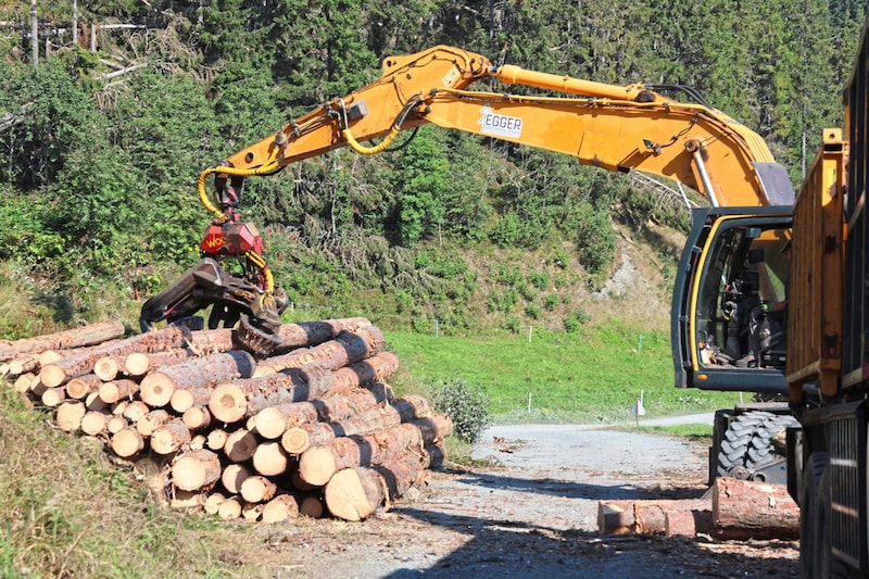 Das Geld für die Aufforstung muss nun aufgestockt werden. (Bild: Birbaumer Christof)