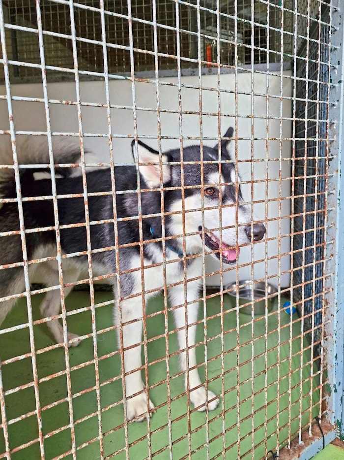 "Bounty" was waiting for a better future at the Wörgl animal shelter.