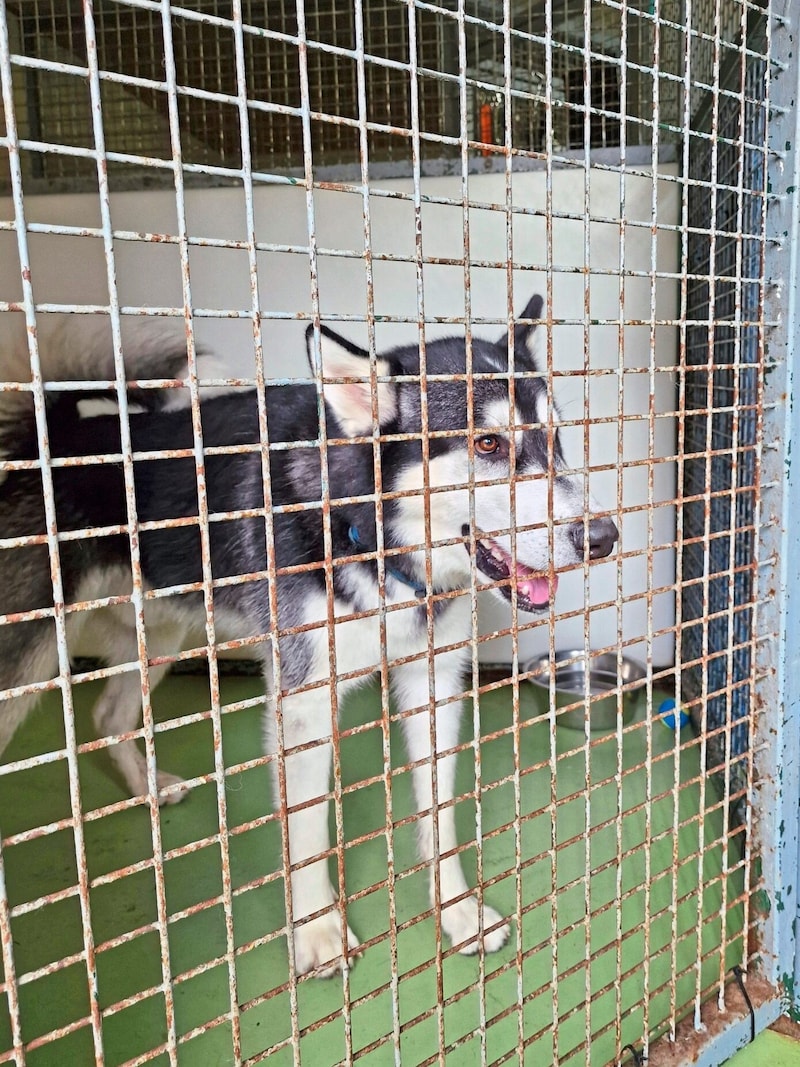 „Bounty“ wartete im Tierheim Wörgl auf eine bessere Zukunft. (Bild: Andreas Moser)