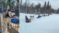„Bounty“ im Tierheim Wörgl (links). In Schweden beginnt für den Vierbeiner ein neues Leben.