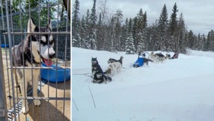 „Bounty“ im Tierheim Wörgl (links). In Schweden beginnt für den Vierbeiner ein neues Leben. (Bild: zVg, Andreas Moser)