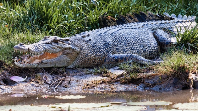 Ein Krokodil in Australien (Symbolbild) (Bild: stock.adobe.com/RRA)