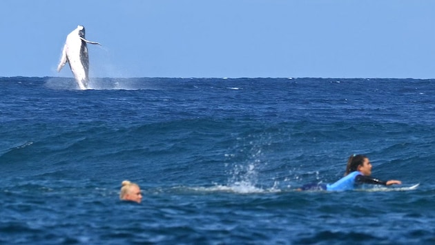 Tonnenschwerer Besuch beim Surf-Finale der Frauen (Bild: APA/AFP/Jerome BROUILLET)