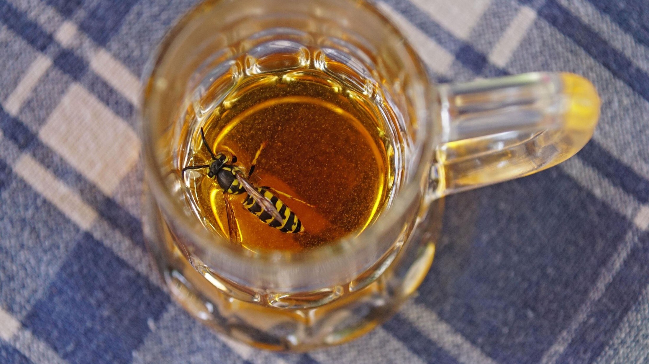 Numbers doubled - Emergency doctors under stress from wasps | krone.at