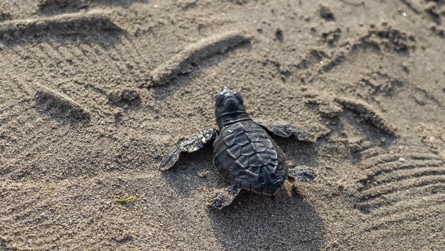 Bali wartet immer noch mit einsamen Stränden und gelegentlich auch Baby-Schildkröten auf (Bild: MADE NAGI)