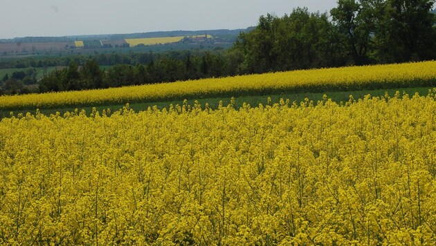 Schädlinge und der Frost setzten dem Raps in Niederösterreich wieder stark zu. Wie es sonst mit der heurigen Ernte aussieht, lesen Sie hier. (Bild: LK Niederösterreich)