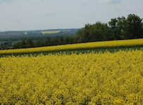 Schädlinge und der Frost setzten dem Raps in Niederösterreich wieder stark zu. Wie es sonst mit der heurigen Ernte aussieht, lesen Sie hier. (Bild: LK Niederösterreich)