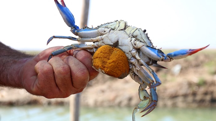 Auch die Blaukrabbe hat in der italienischen Region Venetien Schäden angerichtet.