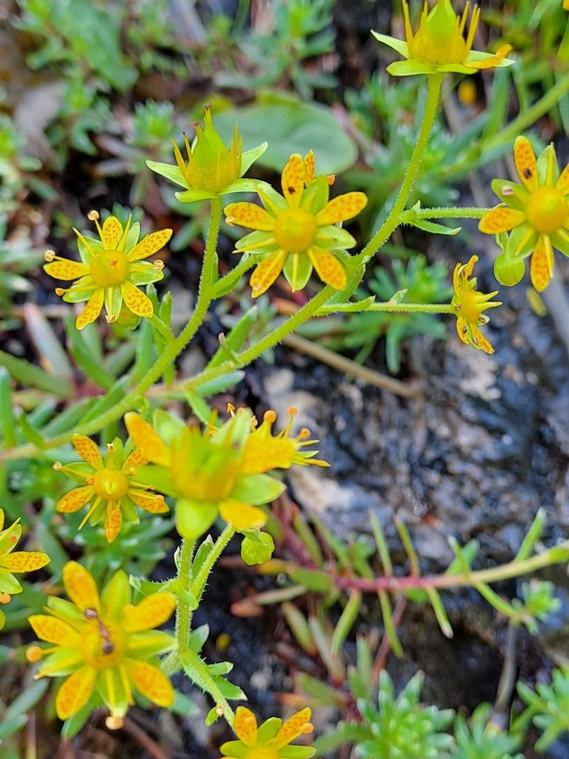 Stonecrop saxifrage. (Bild: Bergauer Rubina)