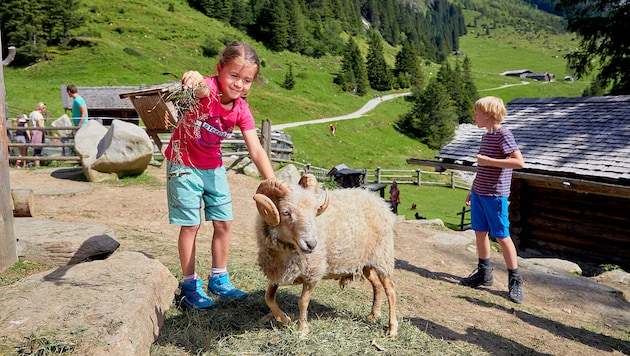 There is a lot to discover at the numerous alpine pastures (Bild: Ferienregion_Nationalpark_Michael_Huber)