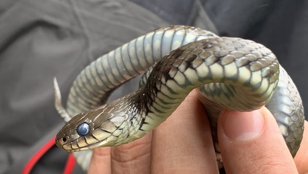 This is what the barred grass snake newly discovered in Salzburg looks like. Its head is different from that of the common grass snake (Bild: Salinger)