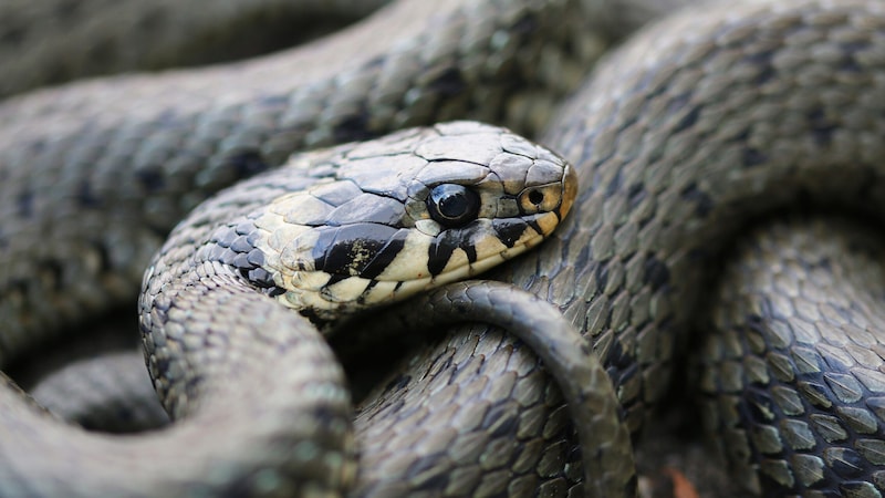 The light spots on the back of the head of the grass snake (pictured) are more pronounced. (Bild: Peter Kaufmann)