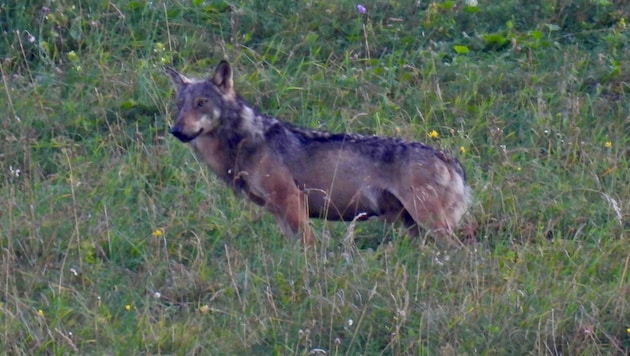 The wolf was out and about near the Kanisfluh on Wednesday morning. (Bild: Malte Härle)