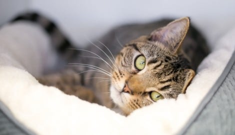 Sie sind eigensinnig, grazil, haben sieben Leben und wissen ganz genau, wie sie den Menschen an der Nase herumführen können: Katzen. (Bild: stock.adobe.com/2020 Mary Swift Photography)