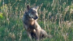 Vater und Sohn sichteten und fotografierten den Wolf kurz vor dem Abschuss.  (Bild: Malte Härle)