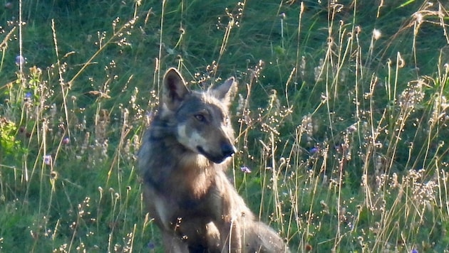 Father and son spotted and photographed the wolf shortly before it was shot. (Bild: Malte Härle)