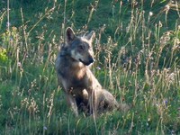 Vater und Sohn sichteten und fotografierten den Wolf kurz vor dem Abschuss.  (Bild: Malte Härle)