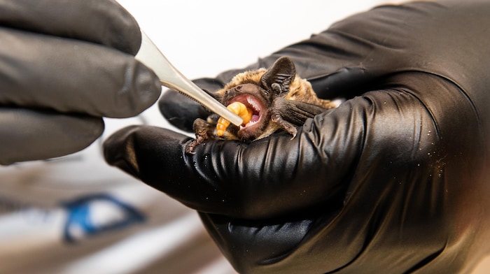 Die tierischen Patienten müssen von Hand gefüttert werden