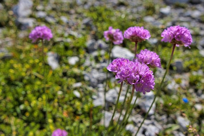 Blütenpracht beim Wandern im Spätsommer.