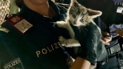 Diese kleine Katze wurde von beherzten Einsatzkräften gerettet (Bild: zVg)