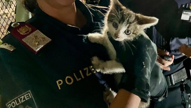 This little cat was rescued by courageous emergency services (Bild: zVg)