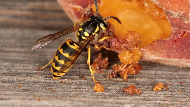 Es gibt heuer mehr Wespen, und sie hatten früher „Saison“ (Bild: Josef Limberger)