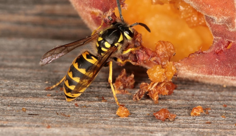 Wespen ernähren sich in erster Linie pflanzlich, proteinreiche Nahrung in Form von (Grill-) Fleisch brauchen sie nur zur Aufzucht der Jungen. (Bild: Josef Limberger)