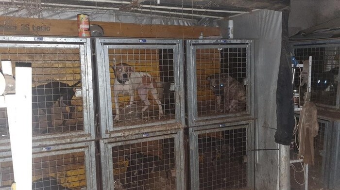 In diesen schrecklichen Zuständen mussten die Tiere leben.