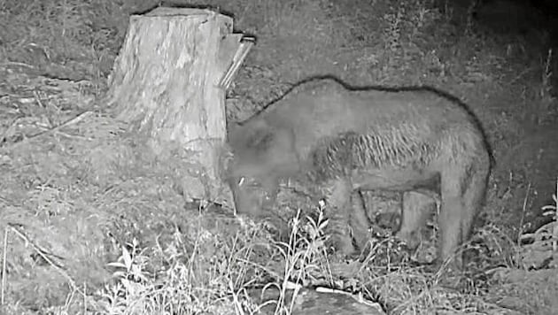 This bear was captured by a wildlife camera. (Bild: zVg)