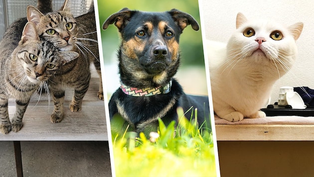 The brothers Beluno and Balino as well as Tristan and Lumi are still waiting for their forever homes (Bild: Krone KREATIV/Tierheim Linz, Laura Berndl)