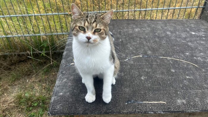 Moussaka would like a home with secure outdoor access.