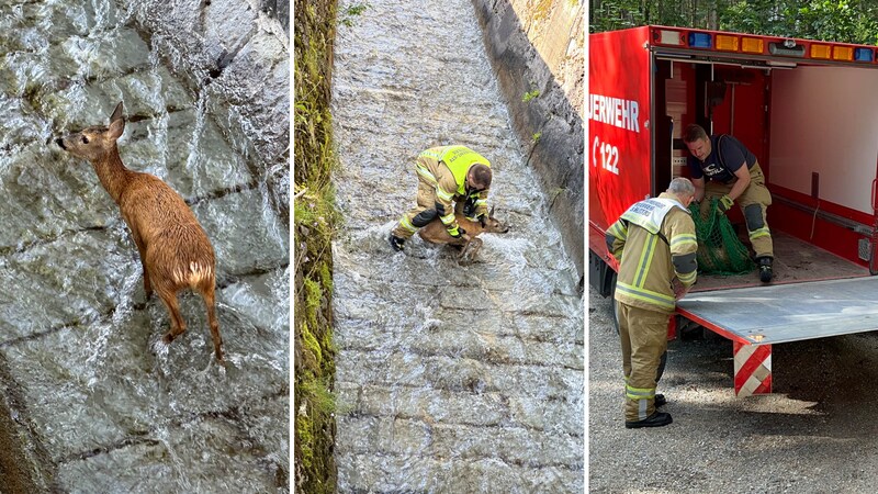 Tierischer Einsatz mit Happy End. (Bild: ZOOM Tirol)