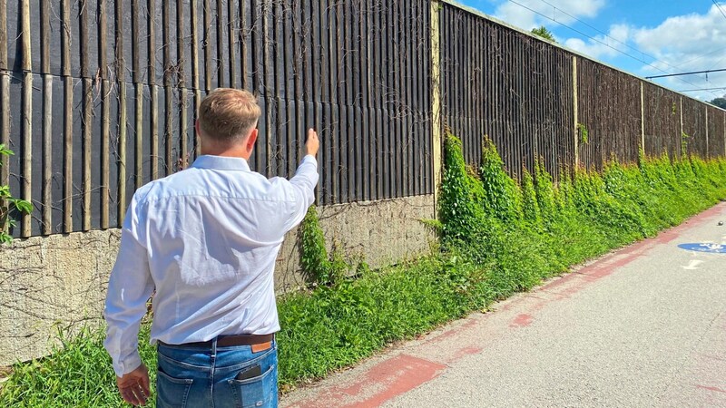 Nach der Rodung blieben kahle Stellen an den Lärmschutzwänden zurück. (Bild: Manuela Karner)