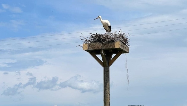 Storch „Heribert“ hat ein neues Zuhause. (Bild: Marius Treffner)