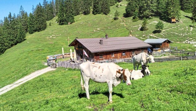 Nobody needs to be afraid of the cattle right next to the mountain pasture. Nevertheless: they are not cuddly animals. (Bild: Peter Freiberger)