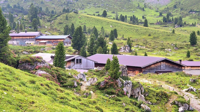 Auf der Alpe Lizum genießen rund 350 Tiere die Bergluft. (Bild: Bernhard Graf)