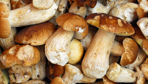 3000 large mushroom species such as the porcini mushroom have been recorded in Styria. (Bild: sttf)