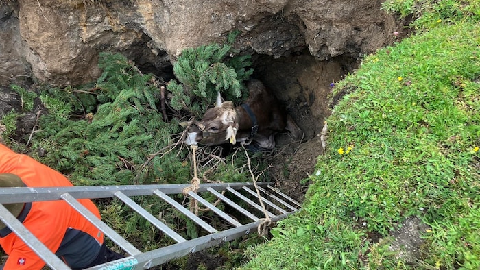 Tierischer Einsatz im Hochschwabgebiet.