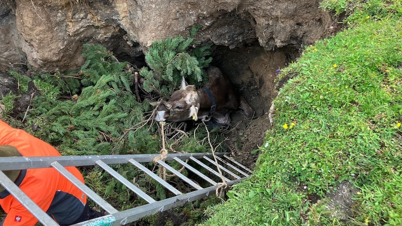 Animal rescue in the Hochschwab region. (Bild: Bergrettung Tragöß)